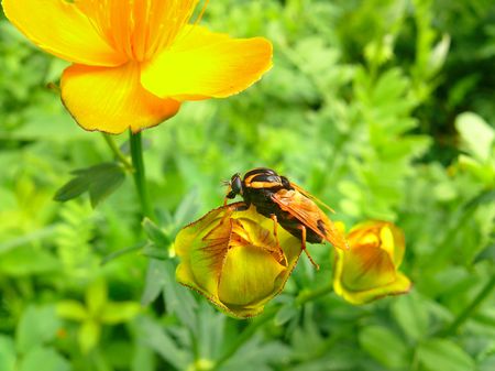 A close up of a fly (Anacanthaspis bifasciata) on flower of globe-flover (Trollius chinensis). ...