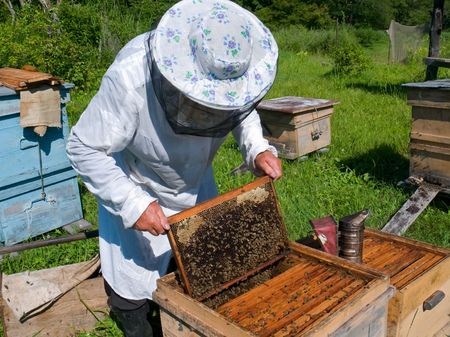 A beekeeper in veil at apiary among hives. Summer, sunny day. Russian Far East, Primorye.