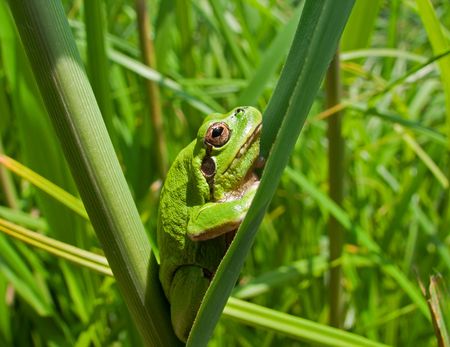 A close-up of a frog hyla (Hyla japonica) on haulm of cane. Russian Far East, Primorye.