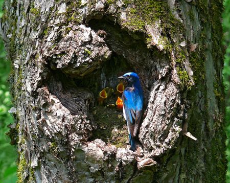 A blue-and-white flycatcher (Cyanoptilia cyanomelana) at nest with birdlings. Male. Russian Far East, Primorye.の写真素材