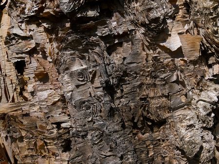 Close-up of the bark of birch (Betula costata). Russian Far East, Primorsky region.