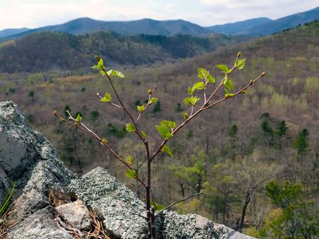 Young birch is vegetating among stones on foreground and mountains on background. Russian Far East,...