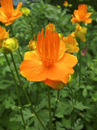 Close up of a single flower of globe-flower (Trollius chinensis) on meadow. Russian Far East, Primorye.の写真素材