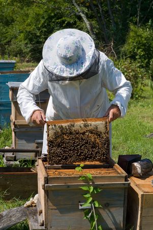 A beekeeper in veil at apiary among hives. Summer, sunny day.