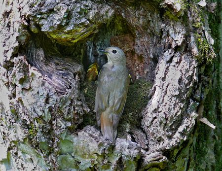 A blue-and-white flycatcher (Cyanoptilia cyanomelana) at nest with birdlings. Doe. Russian Far East,...