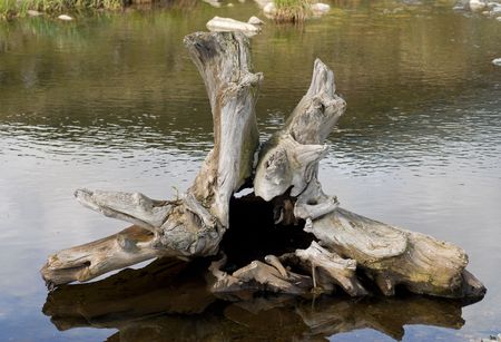 A close-up of a snag in water of small river. の写真素材