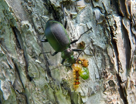 A close-up of the beetle carabus (Calosoma sycophanta) on bark of three. The carabus is eating a caterpillar. Russian Far East, Primorsky Region.の写真素材