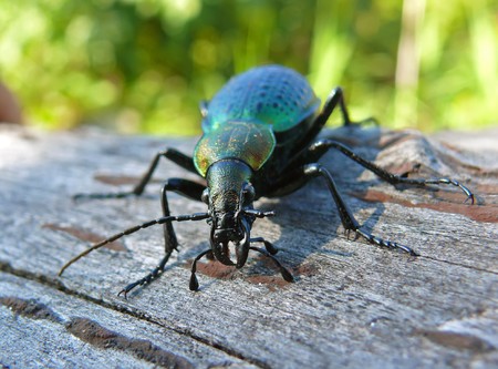 A close-up of a beetle carabus on tree. Russian Far East.の写真素材