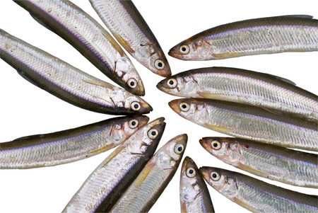 A close-up the fishes smelt. Fishing on river.の写真素材