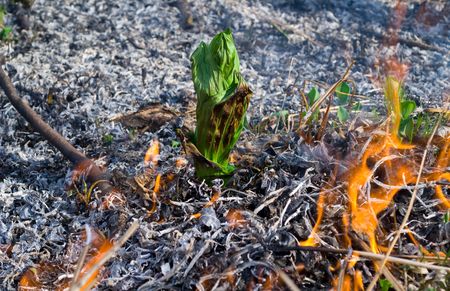 A green grass (Veratrum) on way of a forest fire.の素材 [FY3104902313]