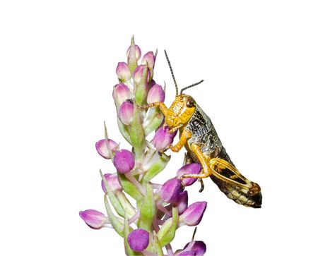 A close-up of the grasshopper on flower.の写真素材