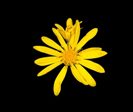 A close-up of the yellow flower (Asteraceae).の写真素材
