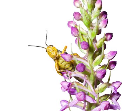 A close-up of the grasshopper on flower.の写真素材