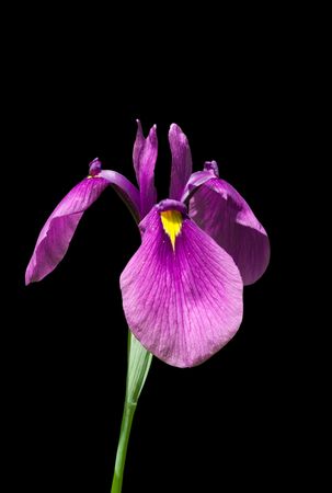 A close-up of the flower of iris. Isolated on black.の写真素材
