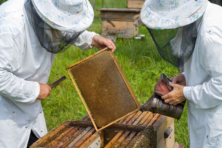 Two beekeepers work on an apiary.の写真素材