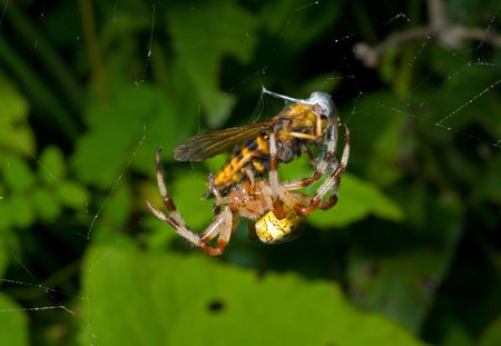 The spider eats of the fly caught by it.の写真素材
