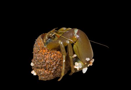 A close up of the hermit crab. Isolated on black.の写真素材