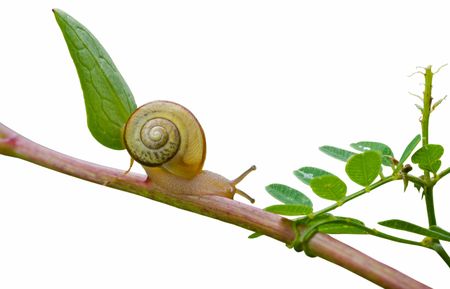 A close up of the small snail on grass. Isolated on white.の写真素材