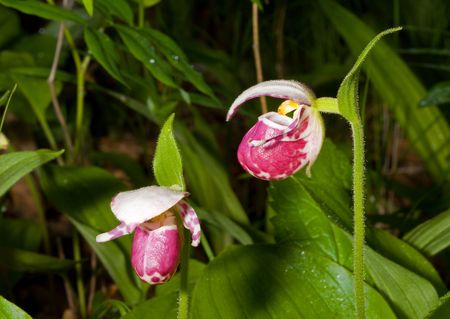 A close up of the flowers of ladys slipper (Cypripedium guttatum) among grass.の写真素材