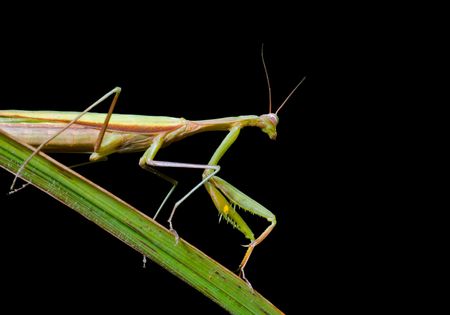A close up of the mantis on grass-blade. Isolated on black.