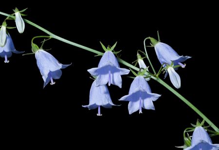 A close up of the blue flowers (Adenophora tricuspidata). Isolated on black.の写真素材