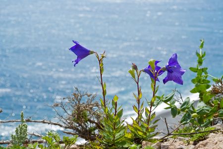The blue flowers (Platycodon grandiflorus) at sea.の写真素材