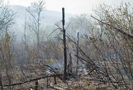 A leafy forest after fire. Spring.の写真素材
