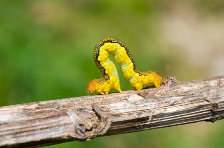 A close up of the spanworm (caterpillar of butterfly geometer) on rod.