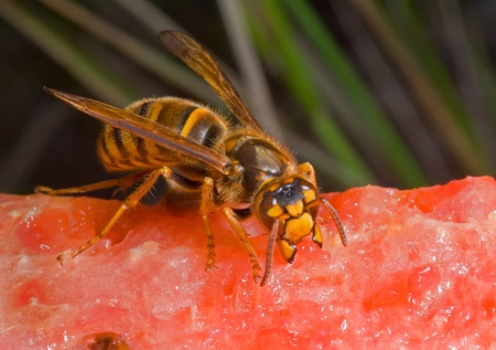 A close up of the hornet eating watermelon.