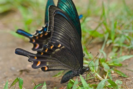 A close up of the butterfly Maack?s swallowtail (Papilio maackii).の写真素材