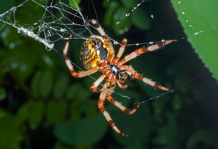A close up of the spider spins spider web.の写真素材