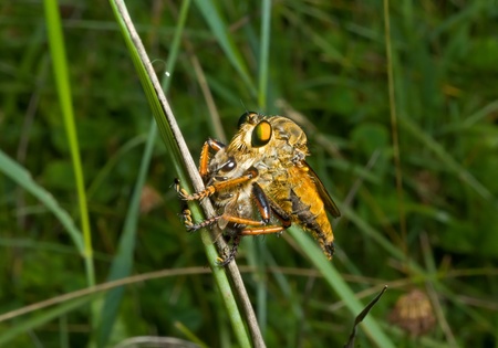 A close up of the raptorial fly (Asilidae) with insect caught by it.の写真素材