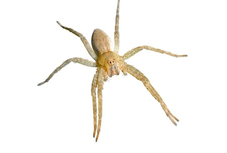 A close up of the small spider (Pisauridae). Isolated on white.の写真素材