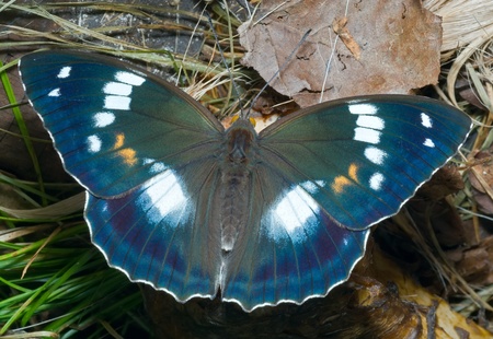 A close up of the butterfly (Apatura schrencki).