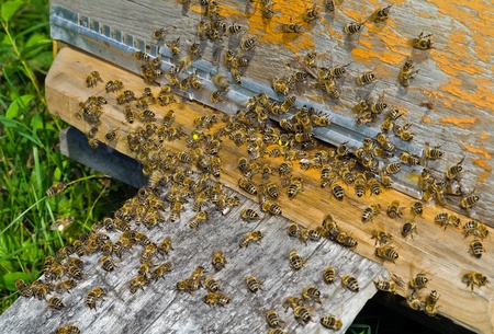 A close up of the bees on hive at hole.の写真素材