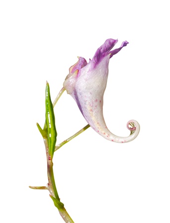 A close up of the flower touch-me-not (Impatiens). Isolated on white.の写真素材