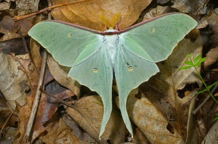 A close up of a big and very beautiful night butterfly (Actias artemis). Male.の写真素材