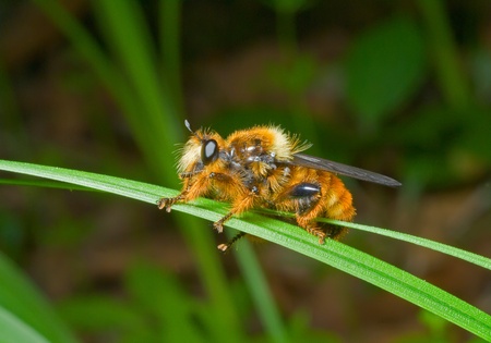 A close up of the very haired fly on grass-blade.