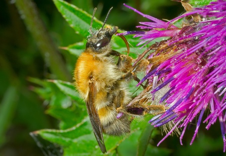 A close up of the bumblebee on flower.