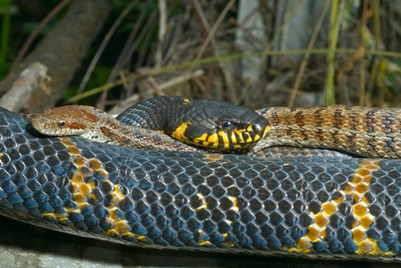 A close up of two snakes (Elaphe schrenckii and  Elaphe dione).