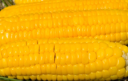 A close up of the corn ears.の写真素材