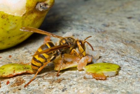 A close up of the hornet eating pear.の写真素材