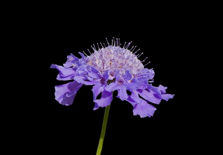 A close up of the blue flower (Asteraceae). Isolated on black.の写真素材