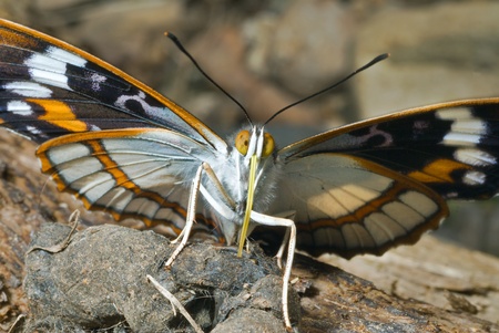 A close up of the butterfly (Apatura schrencki).の写真素材