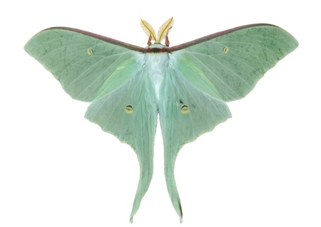 A close up of a big and very beautiful night butterfly (Actias artemis). Isolated on white.の写真素材