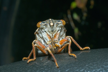 A close up of the cicada (Tibicen bihamatus). Full-face.の写真素材