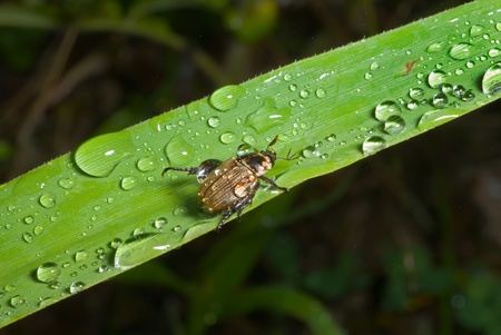 A close up of the small beetle chafer on grass-blade with raindrops.の写真素材