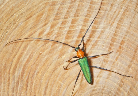 A close up of the Capricorn beetle (Chloridolum sieversi) on cut of three.の写真素材