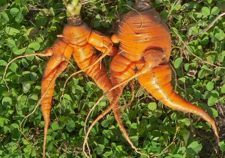 A close up of the unusual carrots, similar to humans.