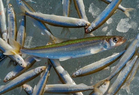 Catch on winter fishing. A close up of the fishes smelt on ice.の写真素材